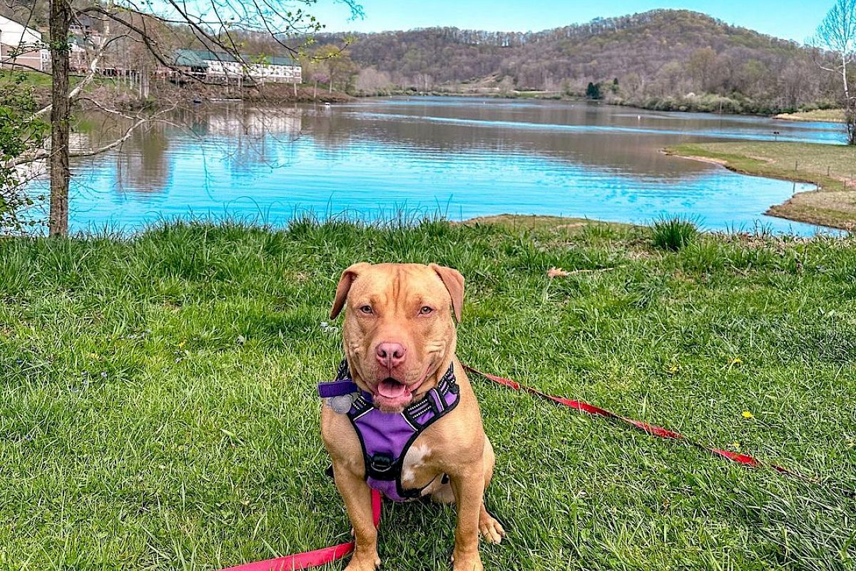 A brown dog wearing a purple harness sits on grass by a lake with hills in the background. There are houses and trees around the water.