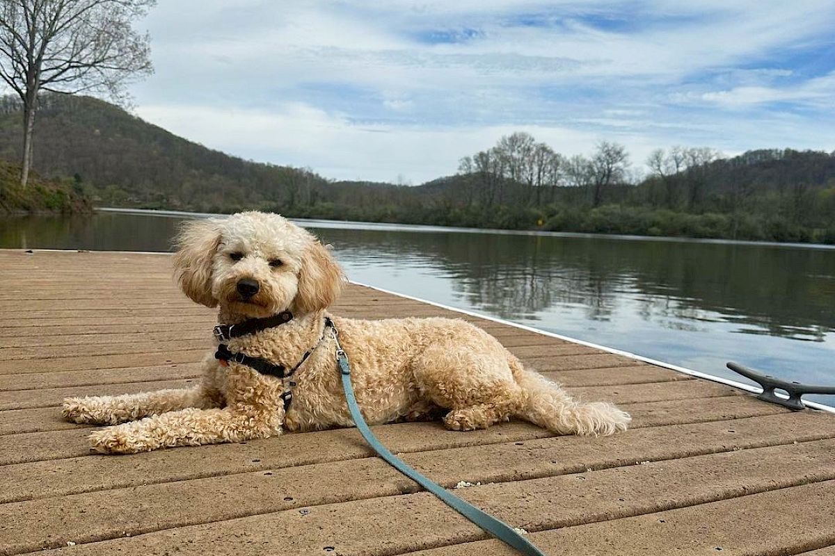 A dog with a light curly coat lays on a wooden dock by a calm body of water with trees and hills in the background, under a partly cloudy sky.