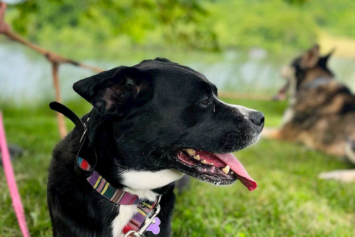 Two dogs are outdoors on a grassy area with a lake and trees in the background. One dog is in the foreground with a pink leash and collar.
